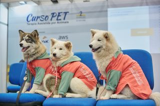 Cães, tartarugas e até baratas de Madagascar são aliados para a terapia humana